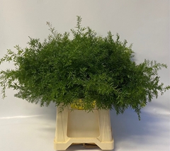 Asparagus Densiflorus Cwebe 60cm