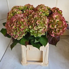 Hydrangea Verena Classic 80cm 21-23cm Hd