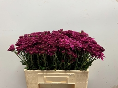 Chrysanth Spray Beppie Super Purper 55cm 60gr.