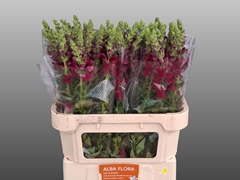 Antirrhinum Avignon Dark Red 80cm