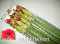 Hippeastrum Ferrari 80cm