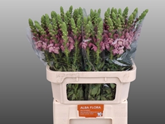 Antirrhinum Majus Avignon Lavender 80cm