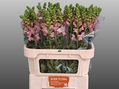 Antirrhinum Avignon Pink 80cm
