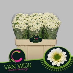 Chrysanth Santini Fabiani White 50cm 40gr.