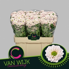Chrysanth Santini Fabiani Pearl 50cm 40gr.