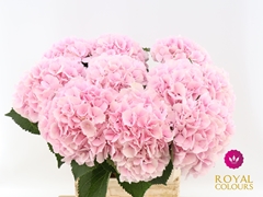 Hydrangea Verena 80cm 20-22cm Hd