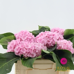Hydrangea Verena 50cm 14-16cm Hd