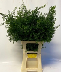 Asparagus Densiflorus Cwebe 70cm