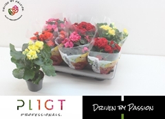 Begonia Double Mix 14Ø 35cm