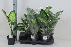 Dieffenbachia Maroba 14Ø 55cm