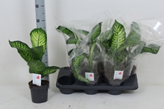 Dieffenbachia Maroba 14Ø 45cm