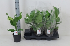 Dieffenbachia Ivory Green 14Ø 45cm