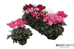 Cyclamen Super Serie Compact 10Ø 22cm