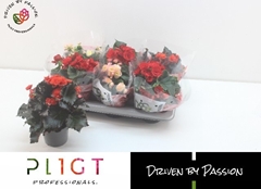 Begonia Double Mix 14Ø 25cm