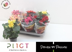 Begonia Double Mix 14Ø 35cm