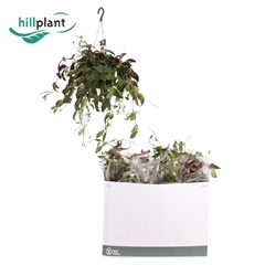 Aeschynanthus Marmoratus 15Ø 50cm