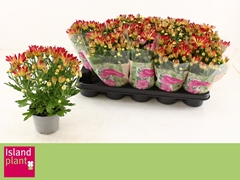 Chrysanth Rainbow Dizzy 12Ø 26cm