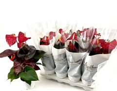 Anthurium Coral Champion 14Ø 45cm