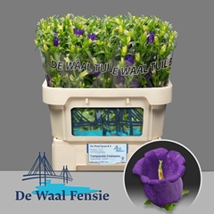 Campanula Champion Blue 70cm