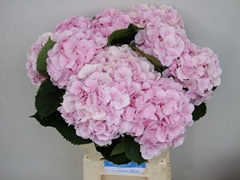 Hydrangea Verena 60cm 13-15cm Hd