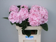Hydrangea Verena 80cm 17-19cm Hd