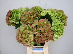 Hydrangea Verena Classic 60cm 15-17cm Hd