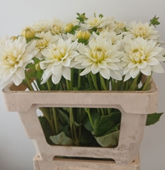 Dahlia Karma Maarten Zwaan 50cm