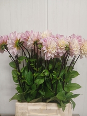 Dahlia Karma Prospero 53cm