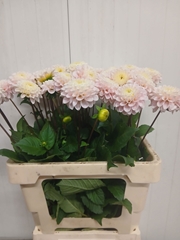 Dahlia Wizard Of Oz 55cm