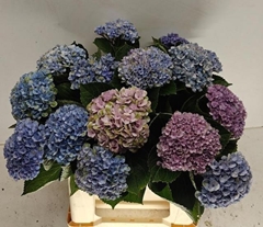 Hydrangea Revolution Blue 40cm 9-11cm Hd