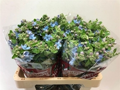 Oxypetalum Tanioka Pure Blue 60cm