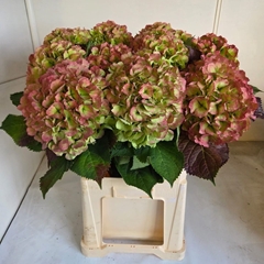 Hydrangea Verena Classic 80cm 21-23cm Hd