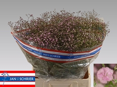 Gypsophila Paniculata My Pink 75cm 25gr.