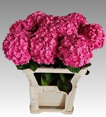 Hydrangea Adora 80cm 17-19cm Hd