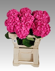 Hydrangea Adora 60cm 15-17cm Hd