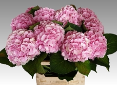 Hydrangea Verena 80cm 19-21cm Hd
