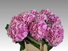 Hydrangea Verena 60cm 17-19cm Hd