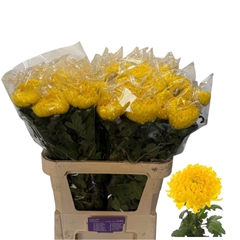 Chrysanth Single Rivalry 80cm 110gr.