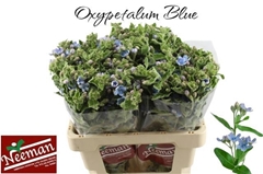 Oxypetalum Tanioka Pure Blue 60cm