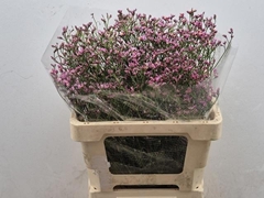 Limonium Sinense Blush Diamond 60cm 20gr.