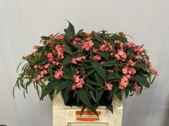 Euphorbia Fulgens Spray Pink Baron 70cm 10cm Hd