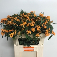 Euphorbia Fulgens Spray Sunstream 70cm 10cm Hd