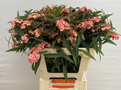 Euphorbia Fulgens Spray Pink Baron 60cm 5cm Hd