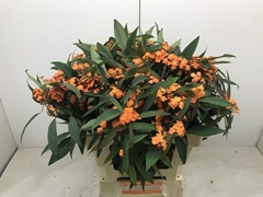 Euphorbia Fulgens Spray Queen Of Orange 60cm 5cm Hd