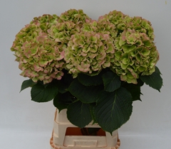 Hydrangea Verena Classic 80cm 21-23cm Hd