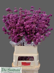 Callicarpa Bodinieri Profusion 100cm