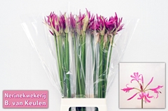 Nerine Alexandra 70cm