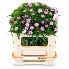 Dianthus Barb Sweet Will Pink 50cm