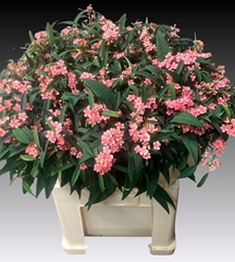 Euphorbia Fulgens Spray Pink Baron 70cm 10cm Hd