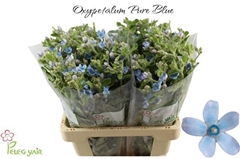 Oxypetalum Tanioka Pure Blue 60cm